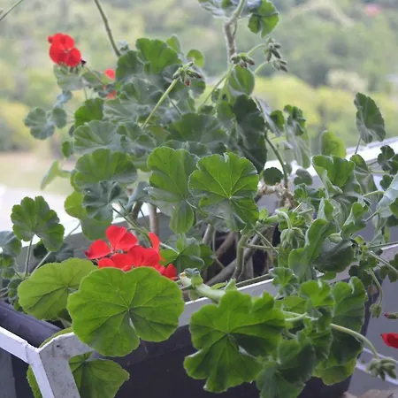 Happy Vacation 2 Varna