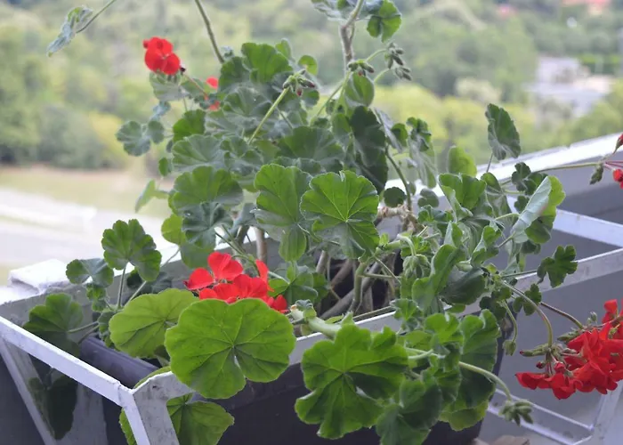 Happy Vacation 2 Βάρνα